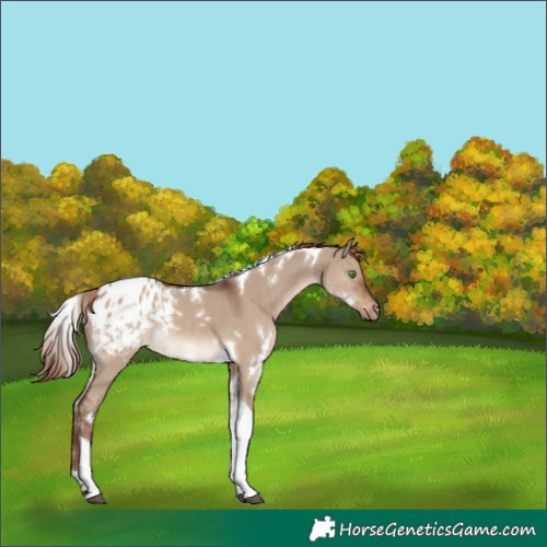 Horse Color:Unknown 