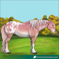 Horse Color:Watercolor White Spotted Chocolate Palomino Dun Tobiano Blanket