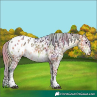 Horse Color:Nacre White Spotted Buckskin Tobiano Appaloosa