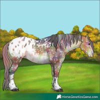 Horse Color:Nacre White Spotted Buckskin Tobiano Appaloosa 