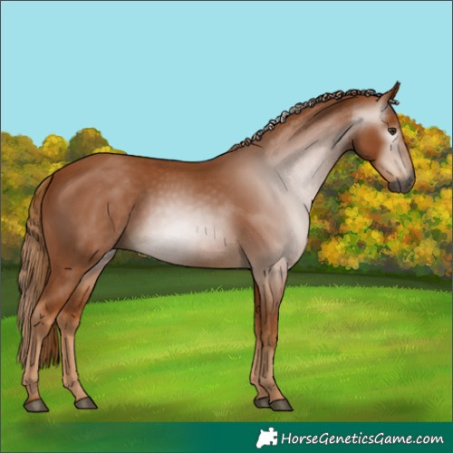 Horse Color:Gray Chestnut 
