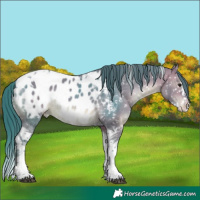 Horse Color:Watercolor White Spotted Brown Dun Splash Tobiano Blanket