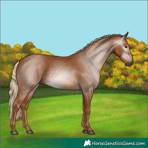 Horse Color:Gray Chestnut