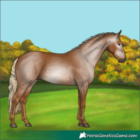 Horse Color:Gray Chestnut 