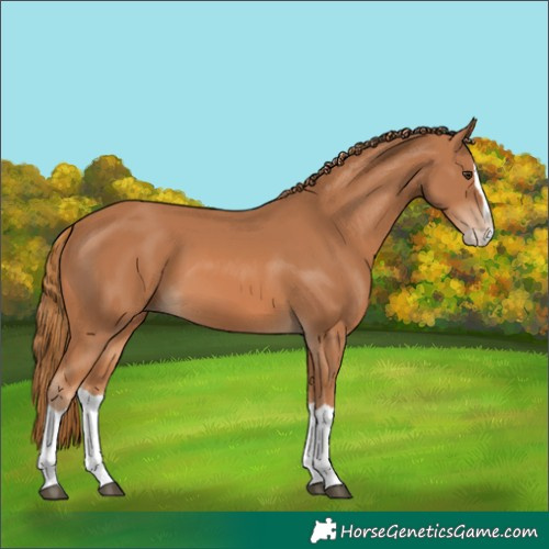 Horse Color:Chestnut Splash