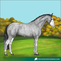 Horse Color:Blue Roan Splash 