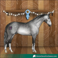 Horse Color:Gray Black Rabicano 