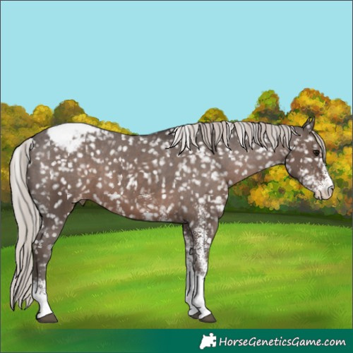 Horse Color:White Spotted Silver Black Appaloosa 