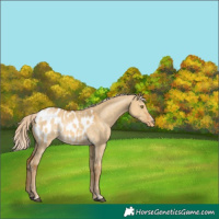 Horse Color:Palomino Dun Blanket Rabicano 