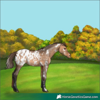 Horse Color:White Spotted Bay Dun Appaloosa Rabicano