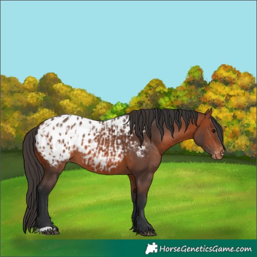 Horse Color:Bay Blanket  and Bay Blanket 