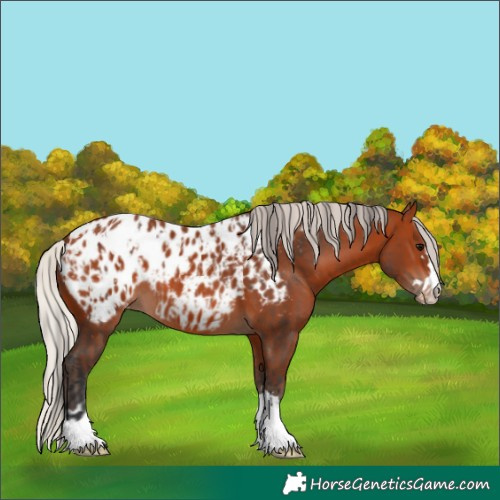 Horse Color:Bay Blanket and Silver Bay Blanket
