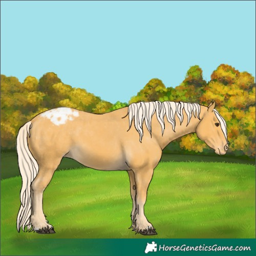 Horse Color:Palomino Blanket 