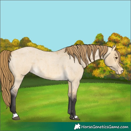 Horse Color:Buckskin Roan Dun Appaloosa 
