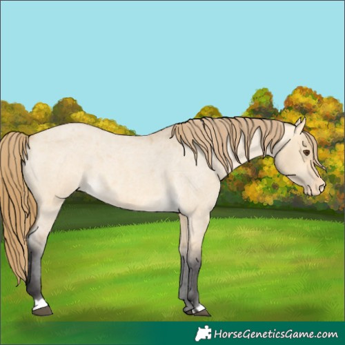 Horse Color:Buckskin Roan Dun Appaloosa 