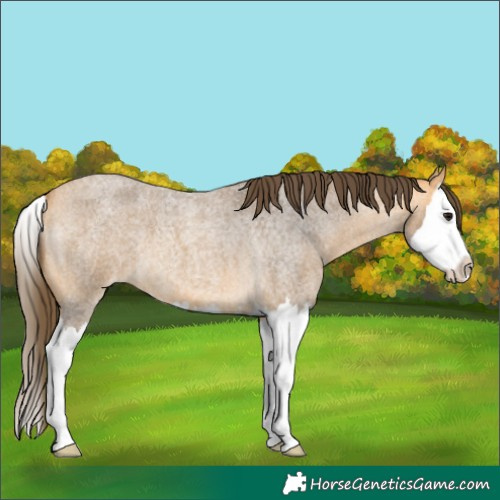 Horse Color:Buckskin Roan Splash Appaloosa 