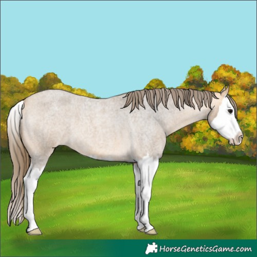 Horse Color:Buckskin Roan Splash Appaloosa 