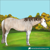 Horse Color:Buckskin Roan Splash Appaloosa 