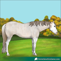Horse Color:Buckskin Roan Splash Appaloosa 