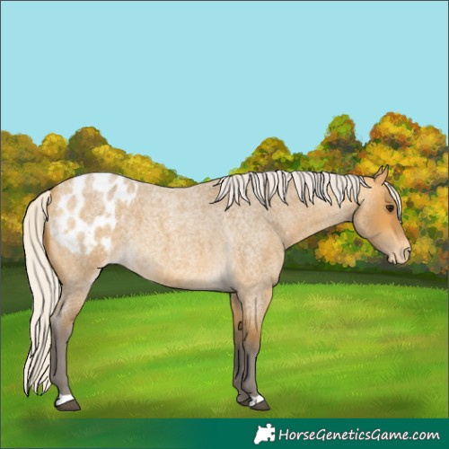 Horse Color:Silver Buckskin Roan Appaloosa