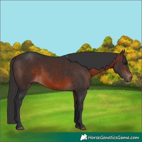 Horse Color:Brown 