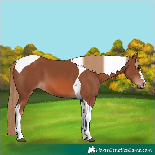 Horse Color:Chestnut Tobiano