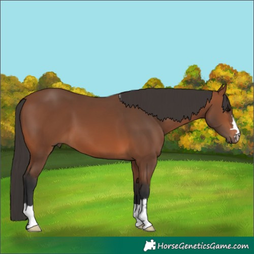 Horse Color:Bay 