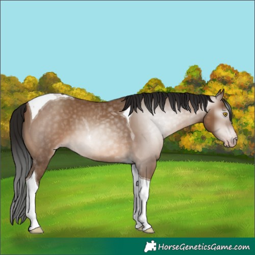 Horse Color:Unknown 