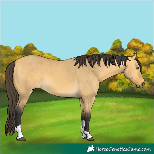 Horse Color:Buckskin Dun Tobiano