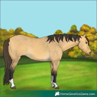 Horse Color:Buckskin Dun Tobiano