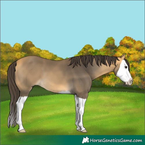 Horse Color:Buckskin Splash