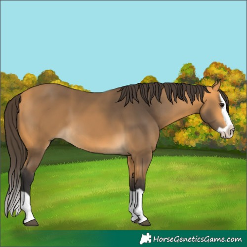 Horse Color:Buckskin Splash 
