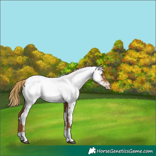 Horse Color:Gray Chestnut Pearl Tobiano Near Fewspot 
