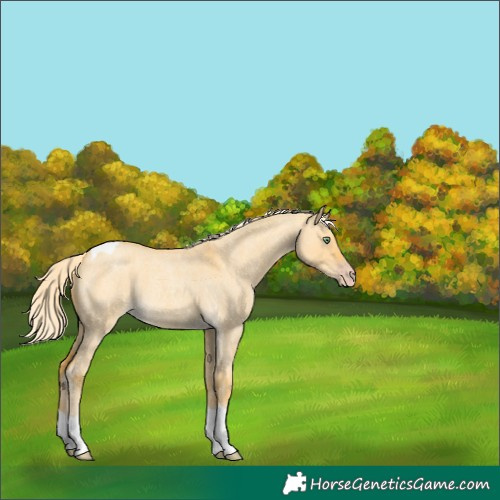 Horse Color:Gold Cream Champagne Roan Dun Tobiano 