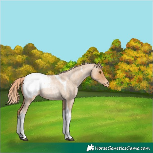 Horse Color:Red Roan Pearl Tobiano Snowcap 