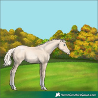 Horse Color:Gold Cream Champagne Pearl Tobiano 