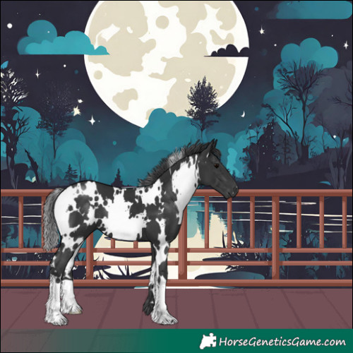 Horse Color:White Spotted Black