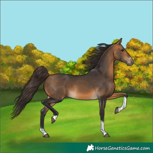 Horse Color:Buckskin Tobiano