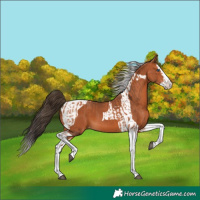 Horse Color:Bay Splash Tobiano Appaloosa  and Bay Splash Tobiano Appaloosa 