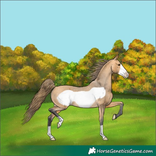 Horse Color:Buckskin Frame Appaloosa 