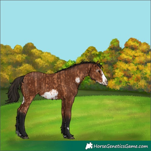 Horse Color:Bay Splash Frame  and Gray Bay Splash Frame 