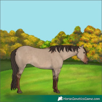 Horse Color:Liver Red Dun 
