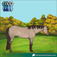 Horse Color:Liver Red Dun
