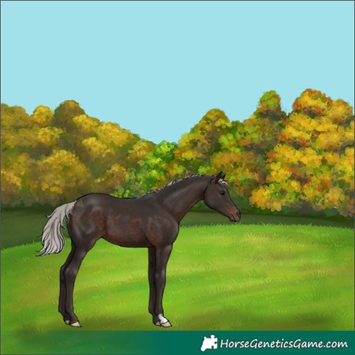 Horse Color:Silver Brown 