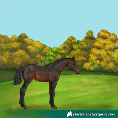 Horse Color:Brown 