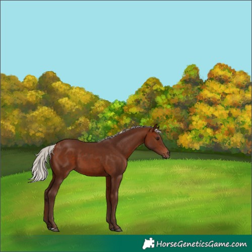 Horse Color:Silver Bay 