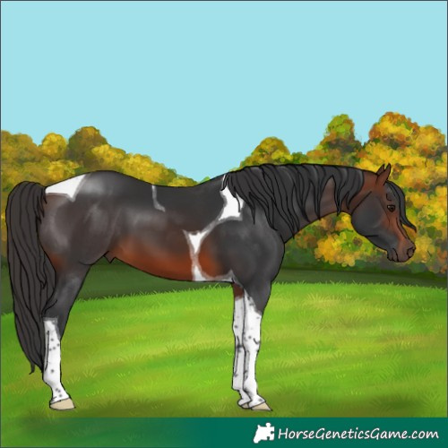 Horse Color:Brown Tobiano 