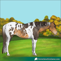 Horse Color:Buckskin Tobiano Appaloosa 