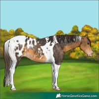 Horse Color:Buckskin Tobiano Appaloosa