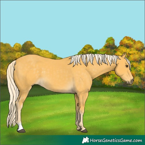 Horse Color:Palomino 